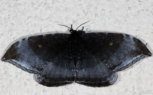 为上下两半:上半为粉红色,外缘红色,内缘白色;下半为灰棕色,外缘黑色