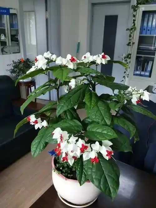 叶绿花美,花多易开爆,多季有花看|盆栽|灌木|龙吐珠_网易订阅