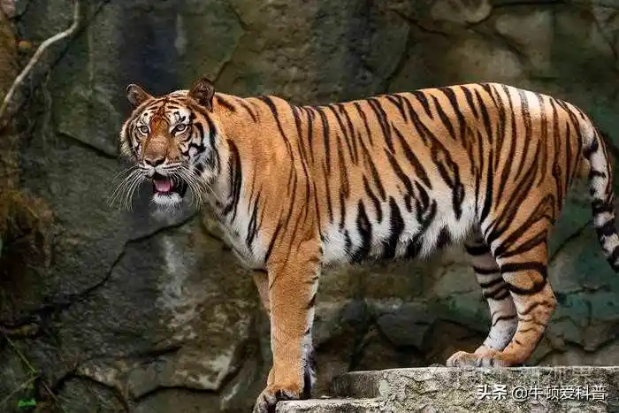 老虎_亚种_猎物