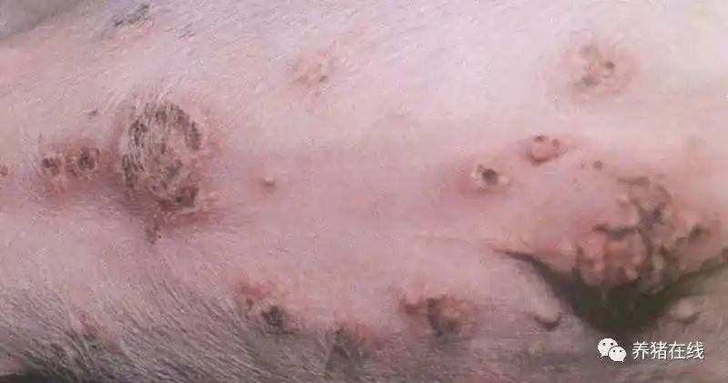 猪身上的红疙瘩是蚊子咬的吗