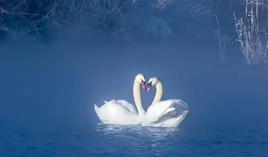 天鹅泉中天鹅相依相伴如胶似漆