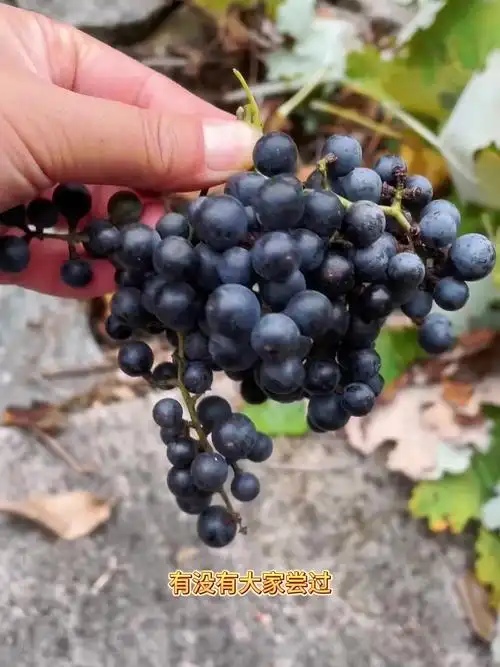 第一次见野生葡萄,不知道好不好吃啊,大家有尝过的嘛