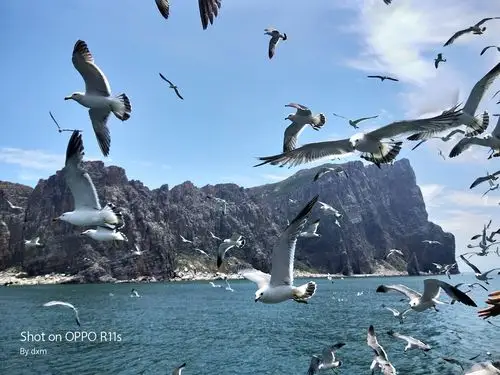 山东蓬莱万鸟岛海鸥美景