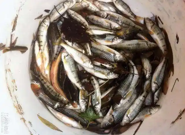 5种小溪鱼,过去常见也常吃,如今却都"一鱼难求"