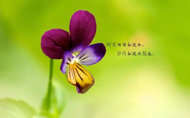 时光匆匆的经典句子配图