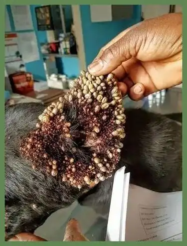 狗狗因蜱虫传染而得巴贝斯虫病有什么症状