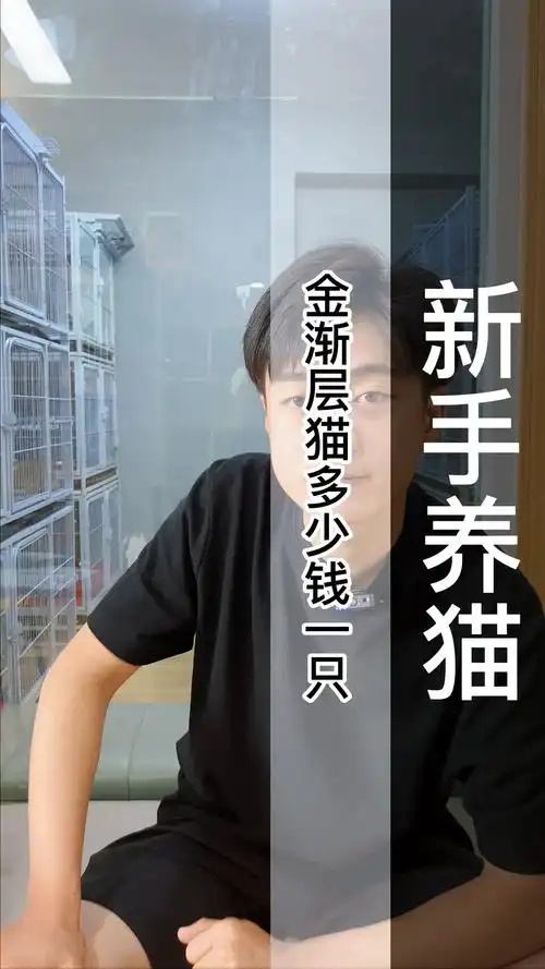 金渐层猫多少钱一只?(c385)