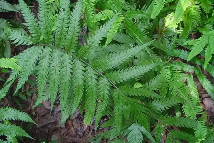 狗脊的功效与作用图片_有来医生