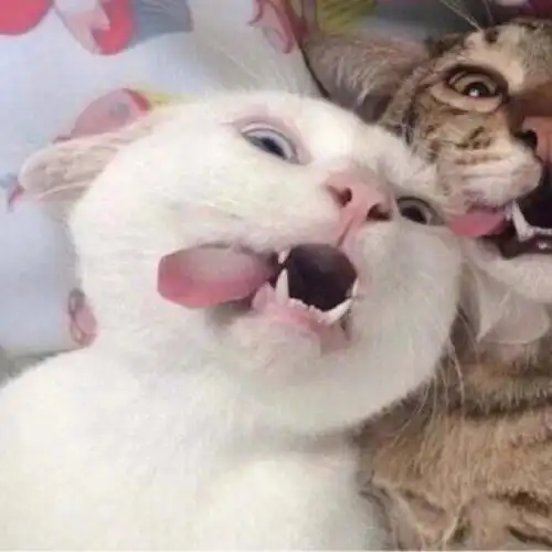 分享一波儿搞怪情侣头像,喜欢的私我#情侣头像  #情侣头像分享  #情侣