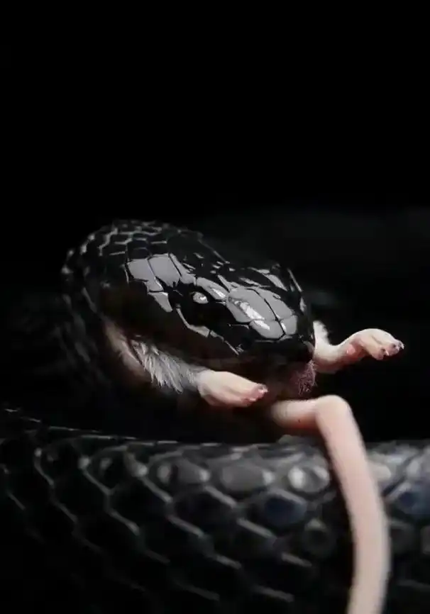 黑王蛇  美国西部至墨西哥北部境内的蛇,体长1.5～2米,全 - 抖音