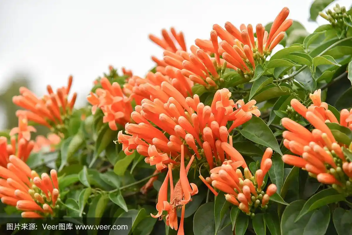 桔黄色喇叭花(火藤)盛开,叶底绿色.