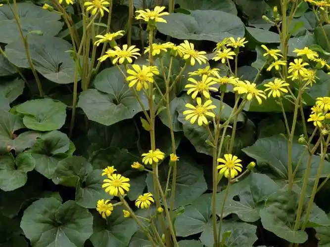 大吴风草别名活血莲独角莲一叶莲