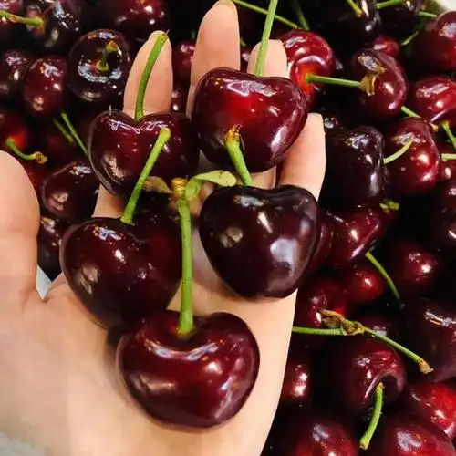 超大梅枣大樱桃