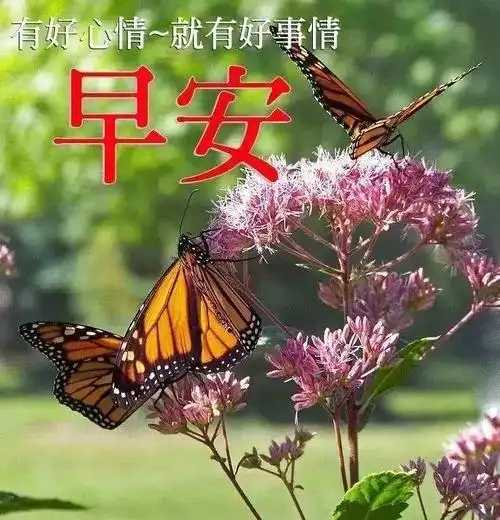 原创11月16日最美早安问候图片带字温馨最新版早上好问候动态表情图片