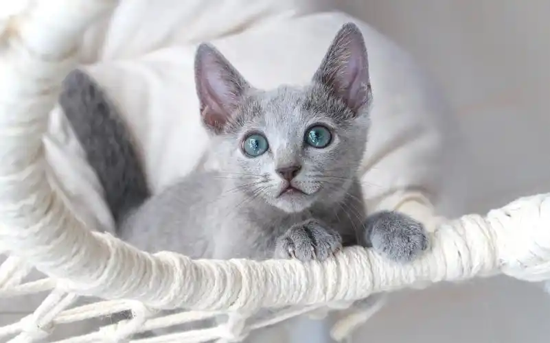 阳光下的俄罗斯蓝猫有多美?