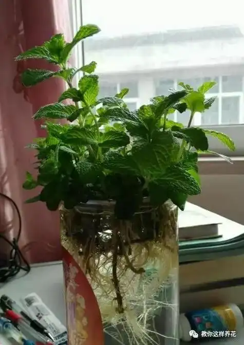 薄荷水培,不需要用土培薄荷洗根,可以直接剪下来一段薄荷枝条,插水里