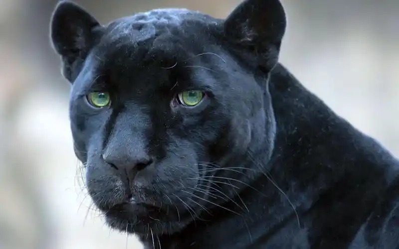 黑豹动物桌面壁纸 _ 图片网