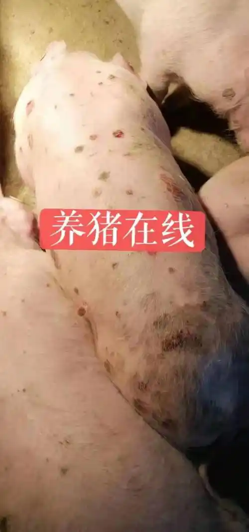 问答429期猪身上一块块的溃烂不发烧其他都正常有十多头这种情况的这