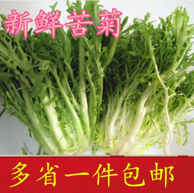 包邮 苏北特产现挖新鲜蔬菜 苦菊 苦叶苦叶生菜苦苣沙拉菜狗芽菜