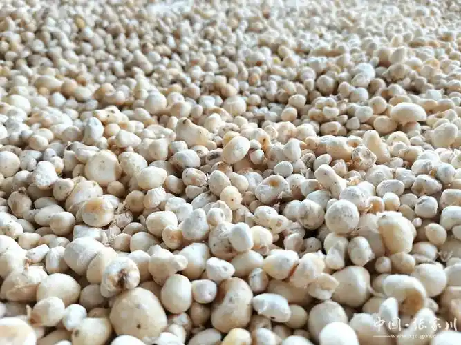 农民丰收张家川县恭门镇小半夏开出致富大药方