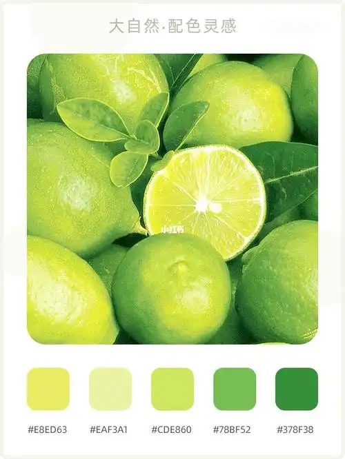 大自然水果配色灵感10