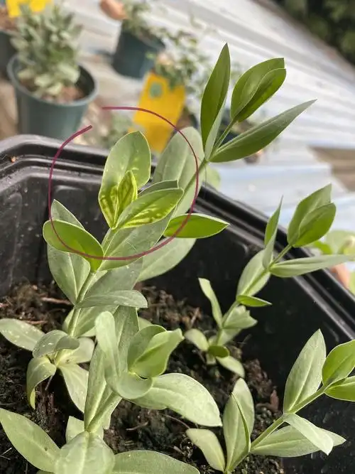 洋桔梗苗这是咋了