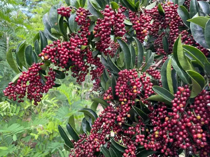 有认识的吗是不是五味子