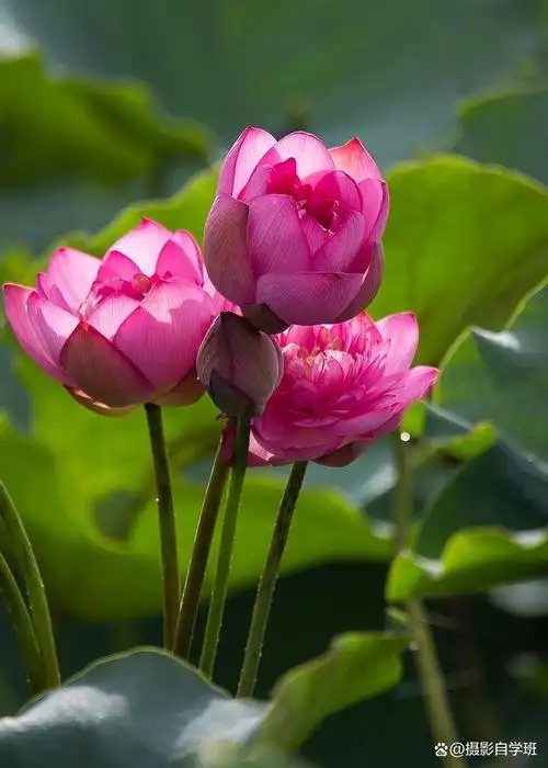 照片点评,6组荷花照片藏着的初级摄影错误,你犯过吗