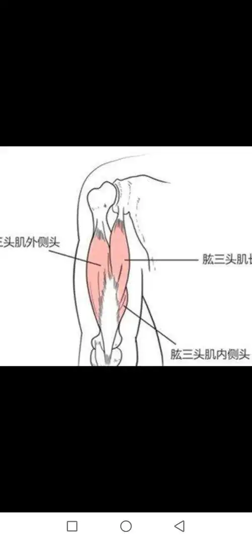 其它 婷的美篇 写美篇肱三头肌:系上臂后群之伸肌.