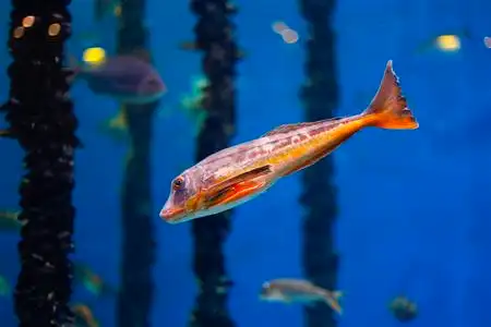 美丽的鱼游泳在蓝色水在水族馆鱼在干净的蓝色水中.鱼温泉水族馆.