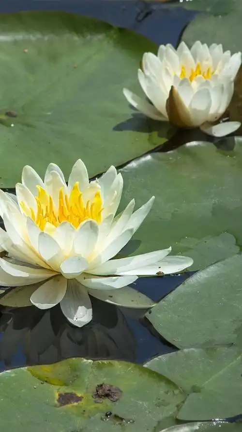 iphone 壁纸 白色的睡莲,花朵,叶子,池塘