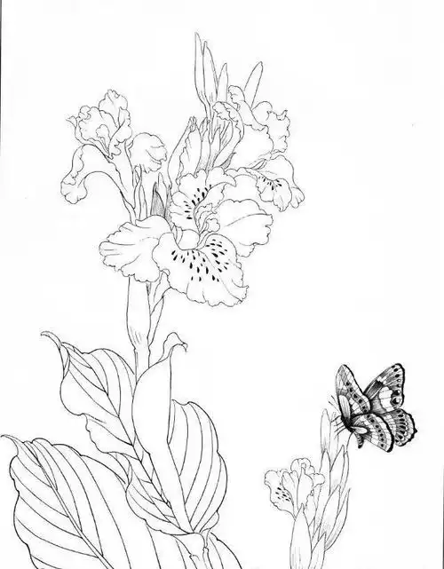工笔画工笔线描图谱之花蝴蝶白描