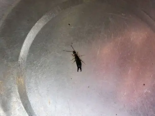 请问下大家 这种是什么虫子,在潮湿的地方和放菜的菜篮里总能发现