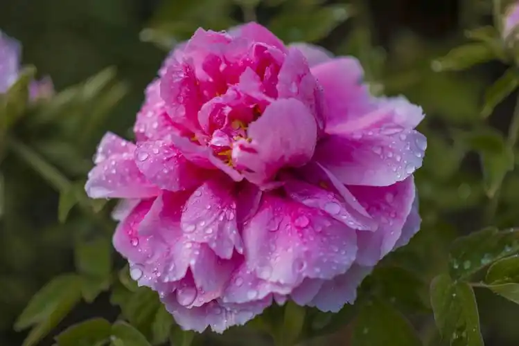 牡丹花开动晋城