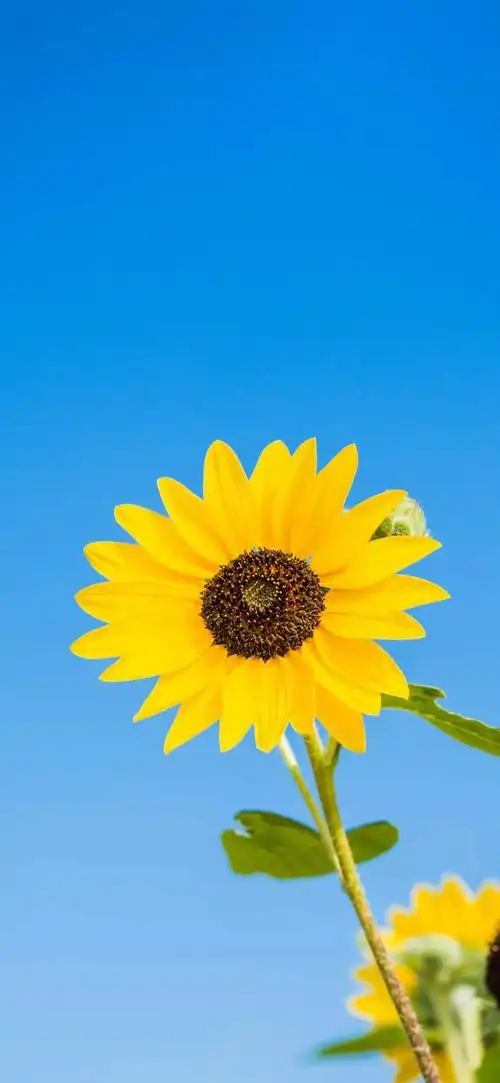 向阳而生,唯美的向日葵壁纸,全屏高清无水印_网易订阅