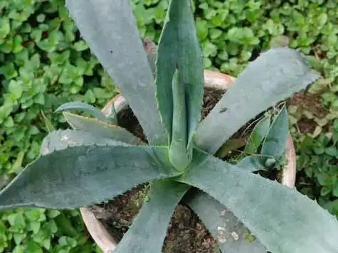 什么样的芦荟有毒?