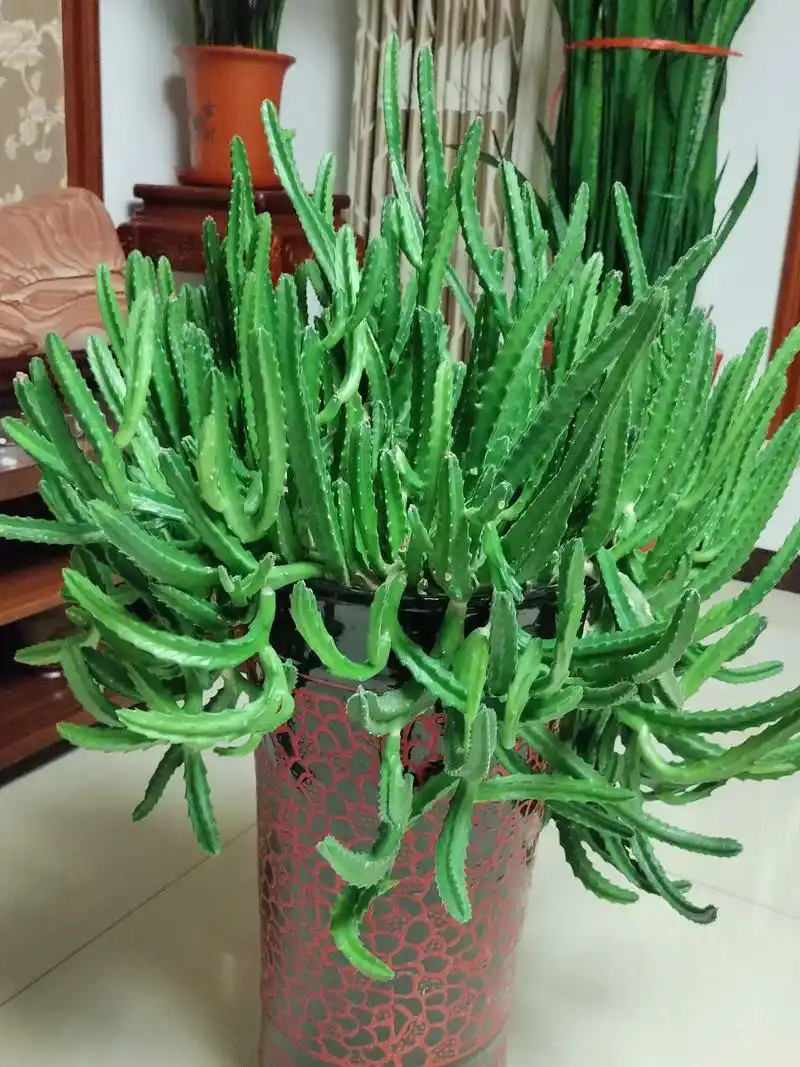 大花犀角,是多年生草本多肉植物,其肉植茎形似犀牛角而得名.