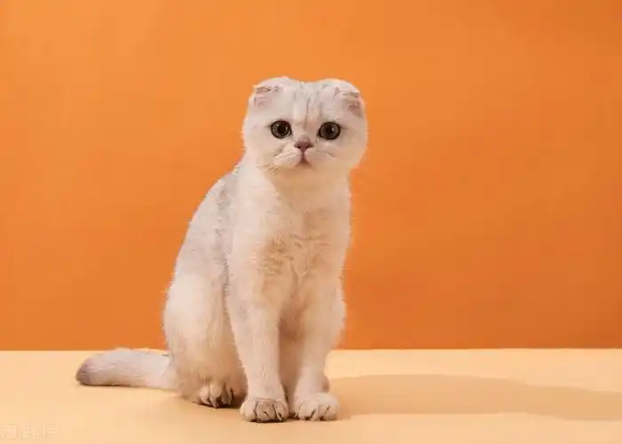 英短折耳猫多少钱一只苏格兰折耳猫堪称猫中天使