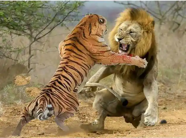 狮子和老虎谁才是百兽之王76年前英国人做了个实验结局意外