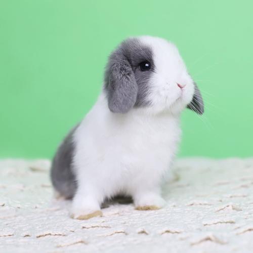 兔子活物小型迷你道奇侏儒荷兰纯种折耳兔宠物好养猫猫霜白垂耳兔