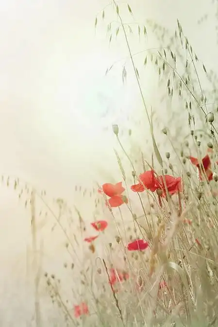 干净透彻极致的图片