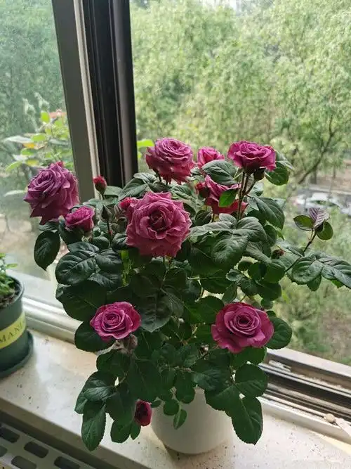 冥王星阳台,优秀的室内开花植物,家里养一株,四季都有花看|盆栽|月季