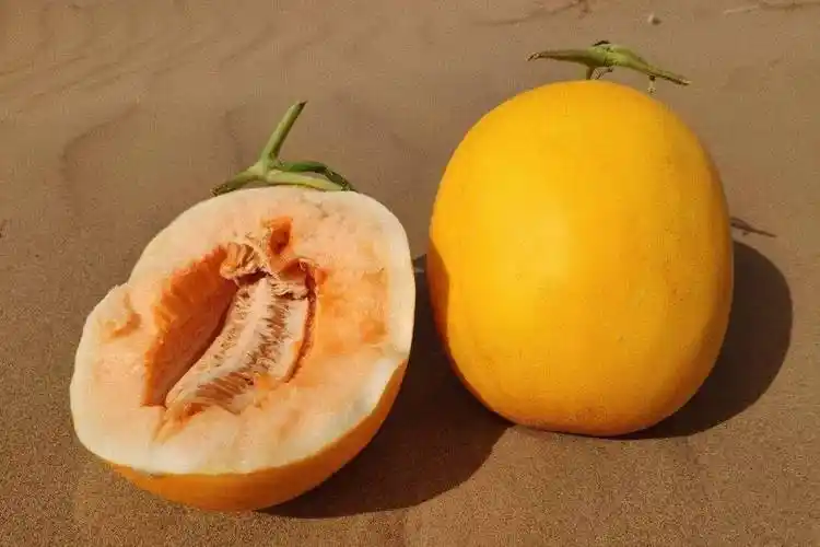 超甜的沙漠蜜瓜新鲜上市啦咬一口甘甜爆汁只卖3个月