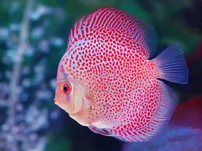 七彩神仙鱼价格,神仙鱼价格都"神仙"