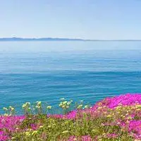 海边花花草草图片头像_微信头像图片大全