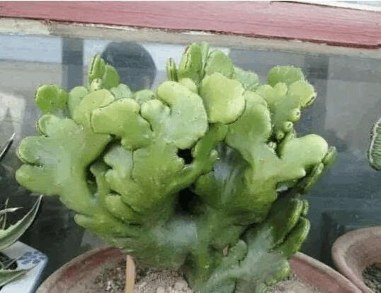 5种有毒的多肉植物,你可要小心啦!