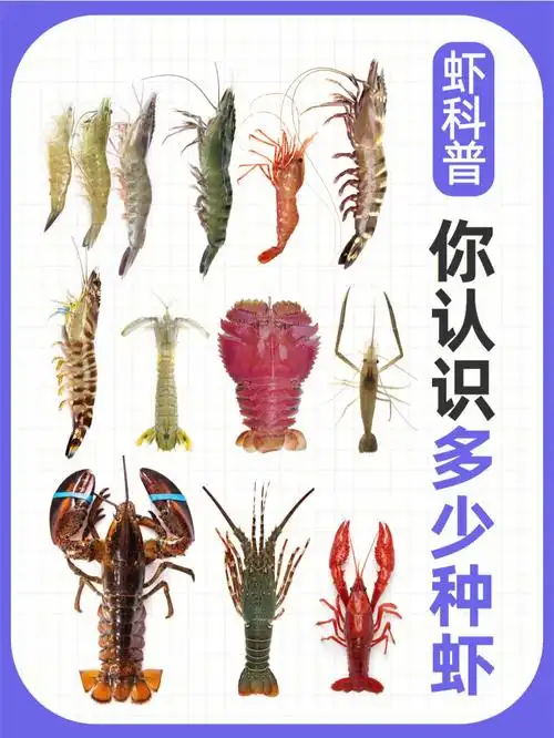 它们种类繁多,但是大多都很好吃,笔记列举17种常见虾08品种,你最爱