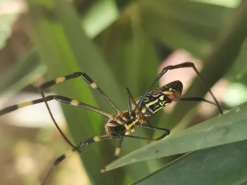 可爱的花蜘蛛 - 美篇