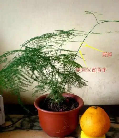 阿布教你养植物不要错过3种让文竹变美的修剪手法