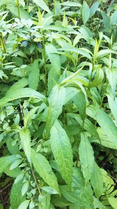 顺便釆一袋回去吃,野生小柴胡!绿色食品[微笑]